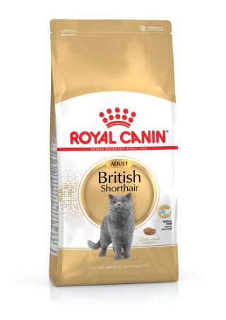 British Shorthair Adult